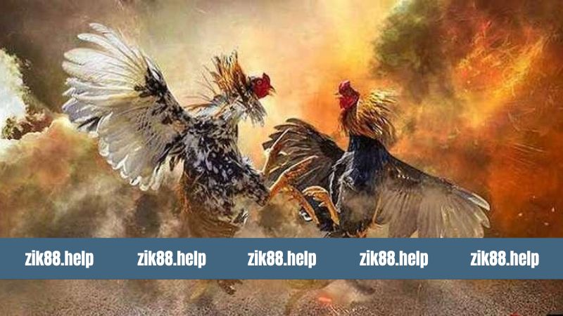 Đá Gà C3 - Sân Chơi Chọi Chiến Kê Siêu Kịch Tính Tại Zik88 3 Ưu điểm thu hút nhiều thành viên tham gia đá gà